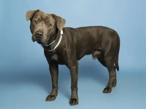 Hudson