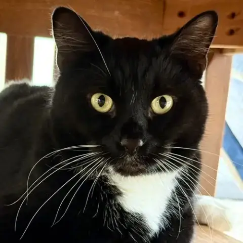 Zuko