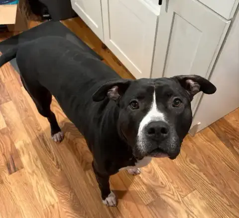 Ollie