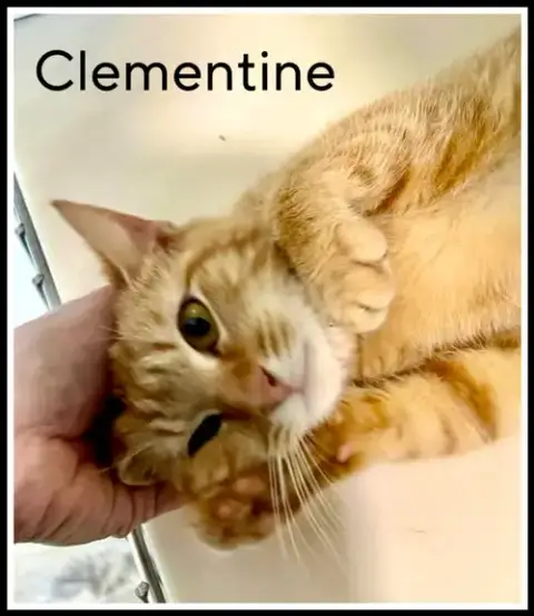 Clementine