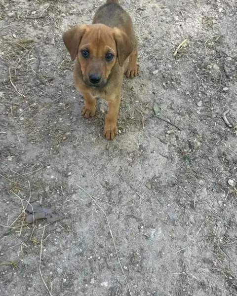 Ellie photo 4