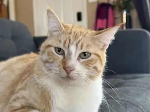 Jingles photo 4