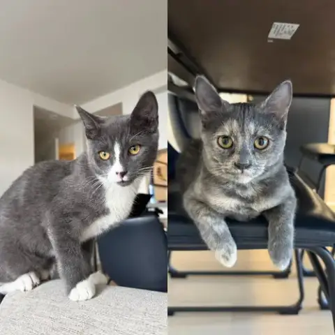 Biscuit & Tempest
