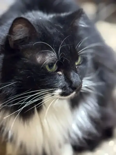 Meowrvelous Mrs. Maisel photo 4