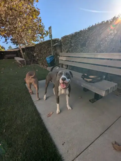 Roscoe photo 4