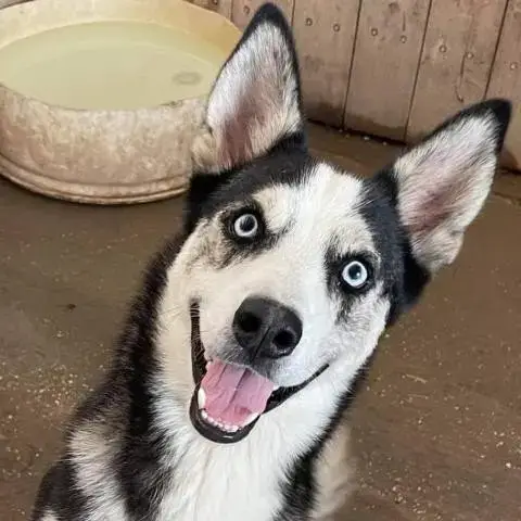 Haku Jum*