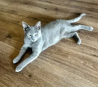 Coal #Brother-Of-Ember photo 2
