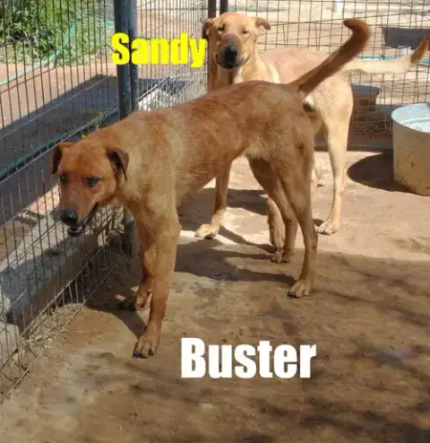 Buster photo 5