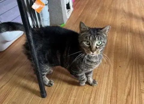Snickers