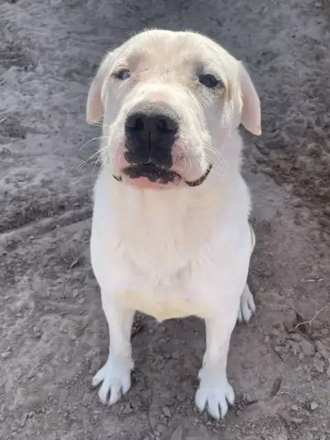 Rambo