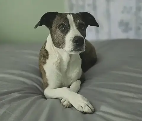 Sheeba