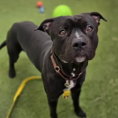 Brutus