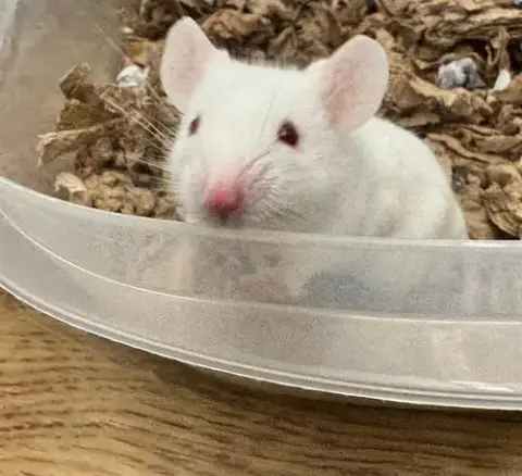 Snowball