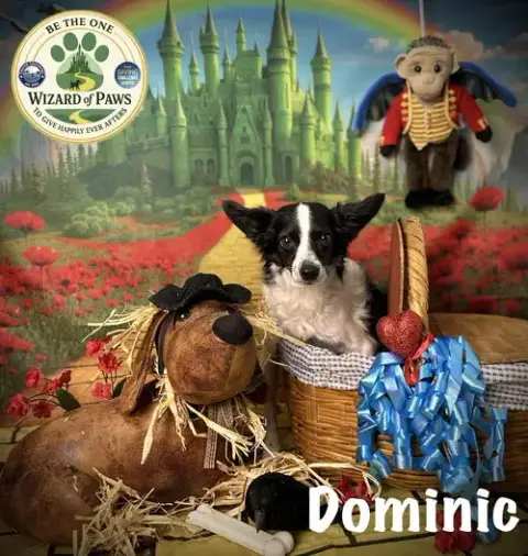 Dominic photo 4