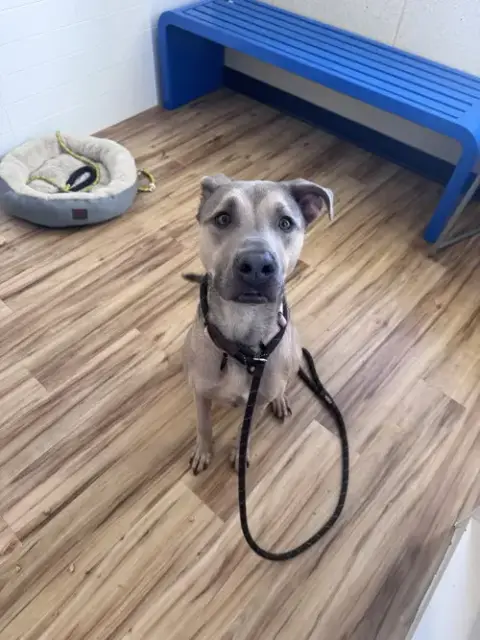 Nala photo 2