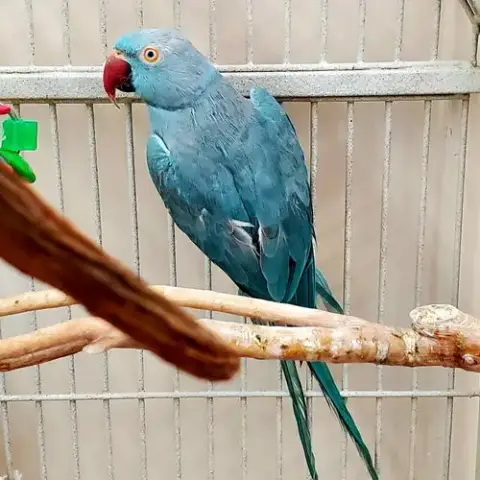 Delilah