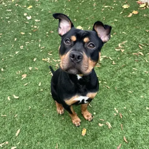 Bert