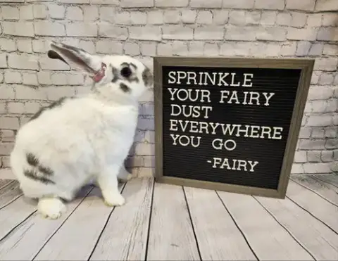 Fairy photo 2
