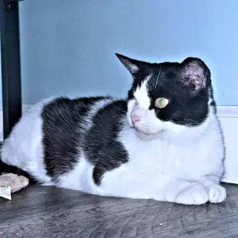Wink photo 3