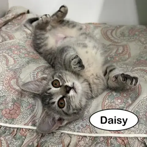 Daisy photo 5