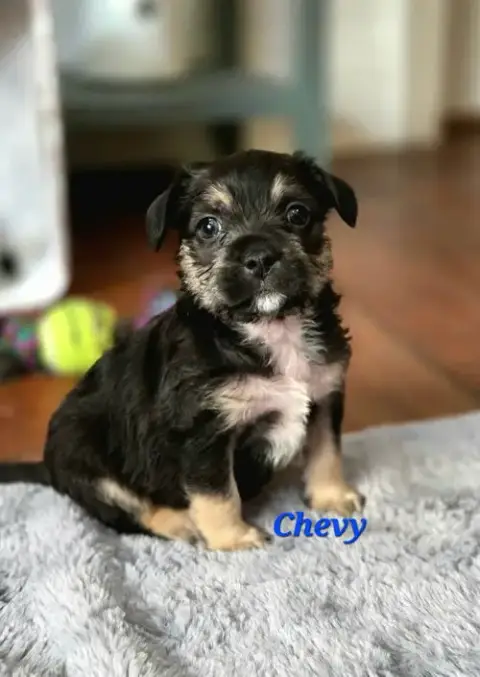 Chevy
