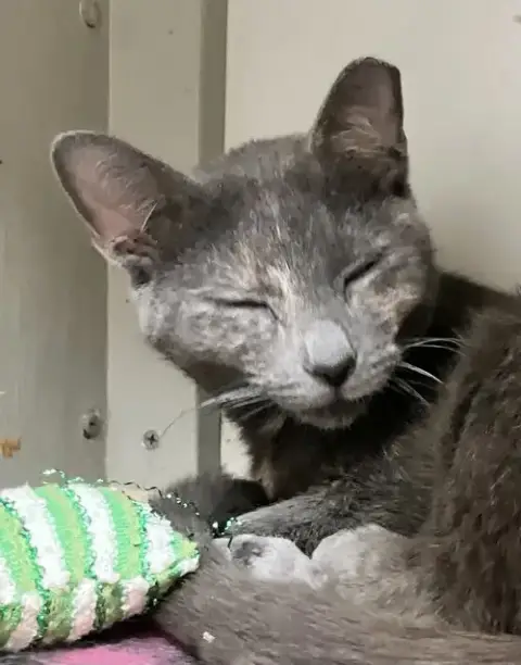 Purrlina Mae photo 2