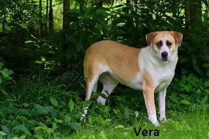 Vera photo 3