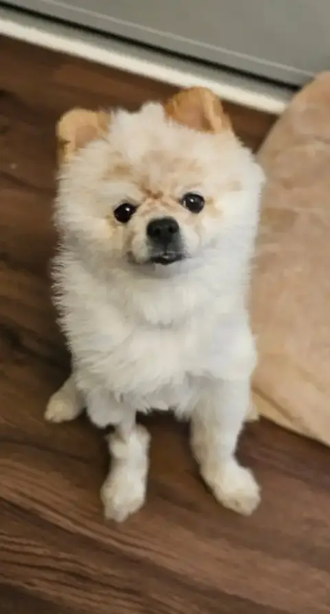 Wilbur photo 2