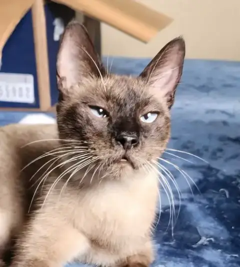 Kit-Kat