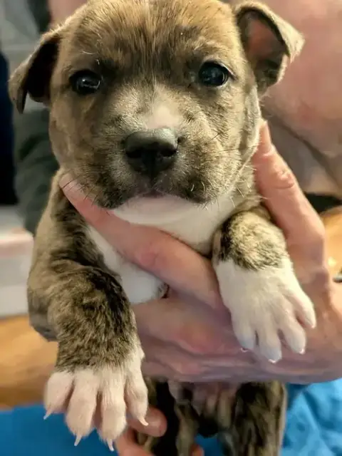 Bandit