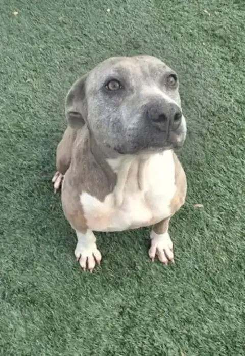 Kaia-$75 Adoption Fee! Diamond Dog! photo 3
