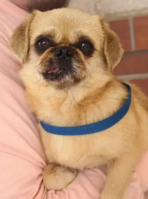 Cuddle Bug