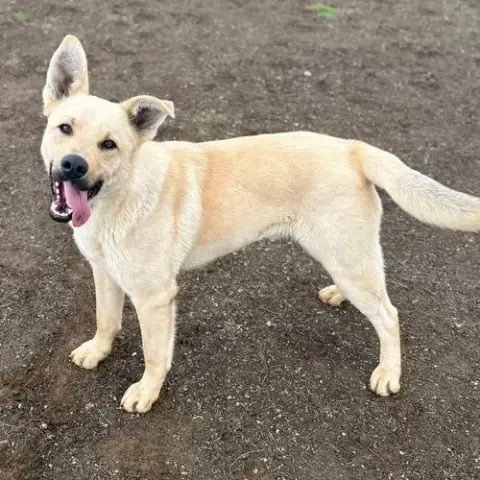 Latigo
