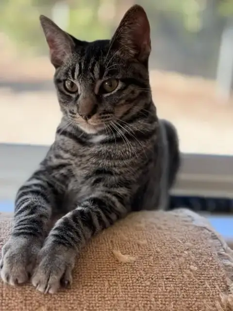 Jax
