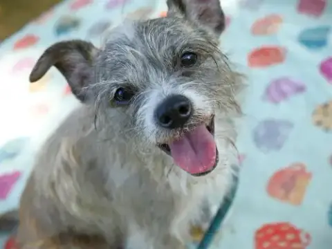 Jr