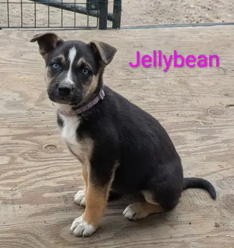 Jellybean photo 2