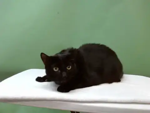 Kuro