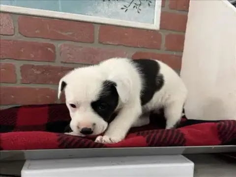 Daphne