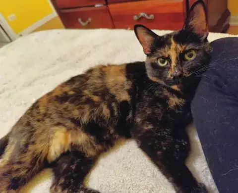 Mocha photo 3