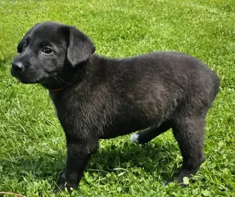 Puppy Frejo photo 2