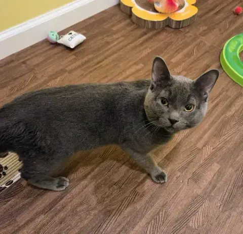 Paw Paw