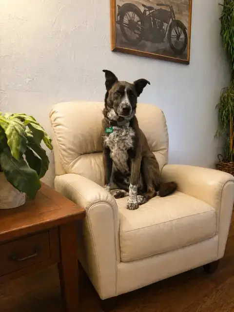 Holly