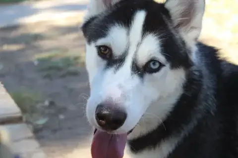 Thor photo 2