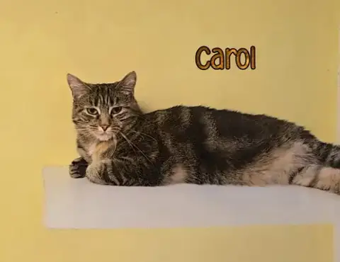 Carol photo 2