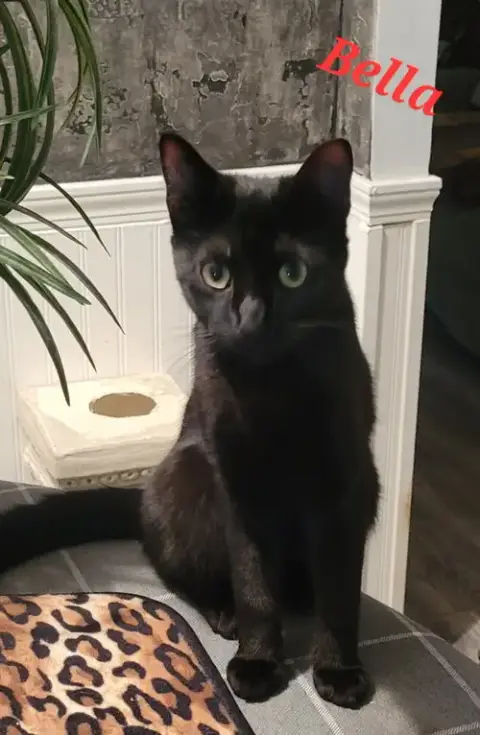 Bella -Cp