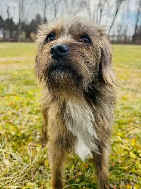 Mufasa