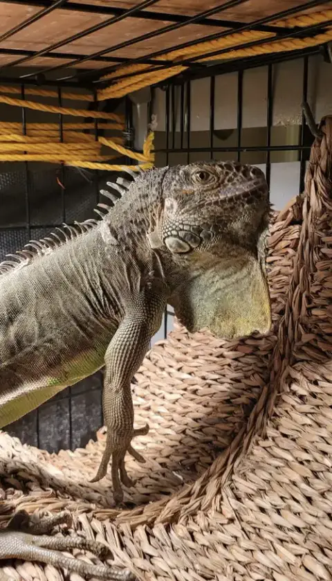 T-Rex photo 2