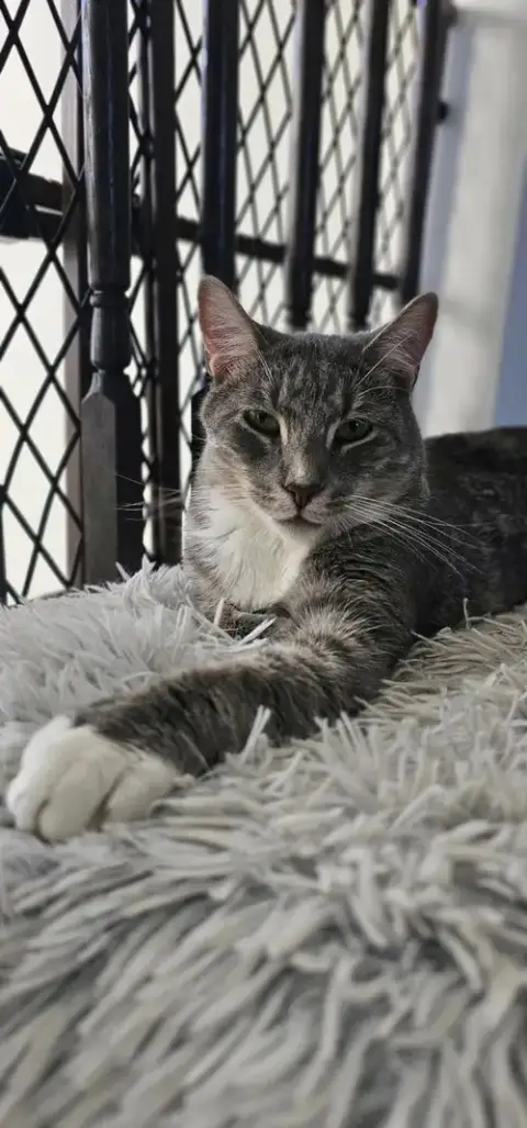 Baloo photo 2
