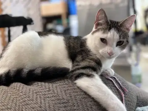 Loki: Not At Shelter photo 3