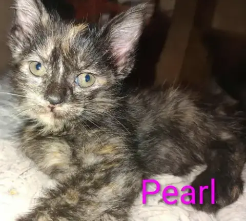 Pearl